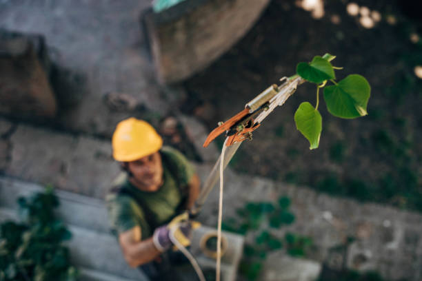 Best Tree Disease Treatment  in Manchester, TN