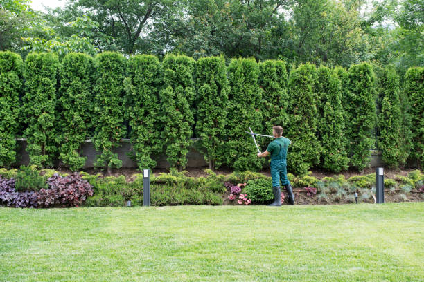 Best Tree Trimming and Pruning  in Manchester, TN