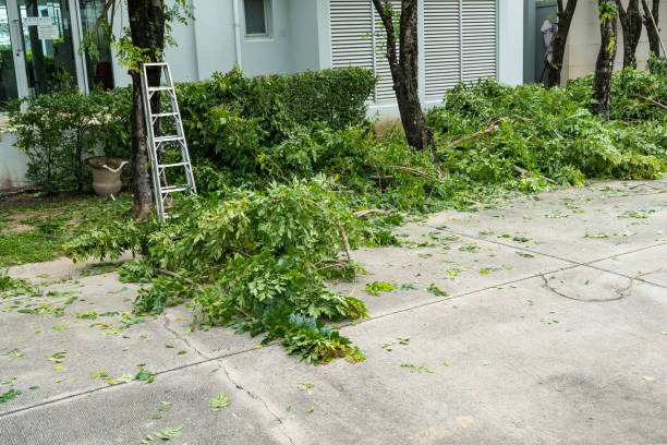 How Our Tree Care Process Works  in  Manchester, TN