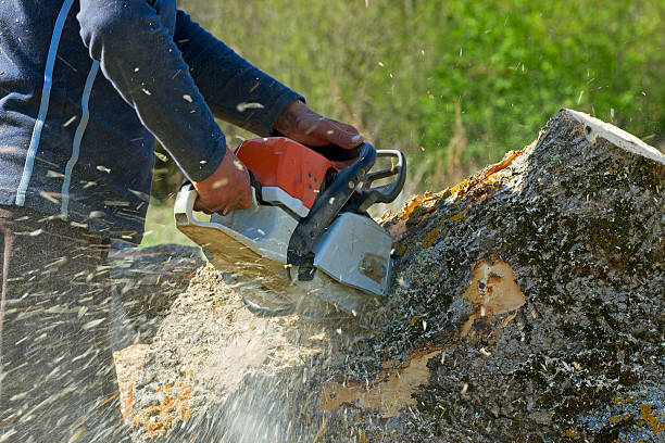 Best Hazardous Tree Removal  in Manchester, TN