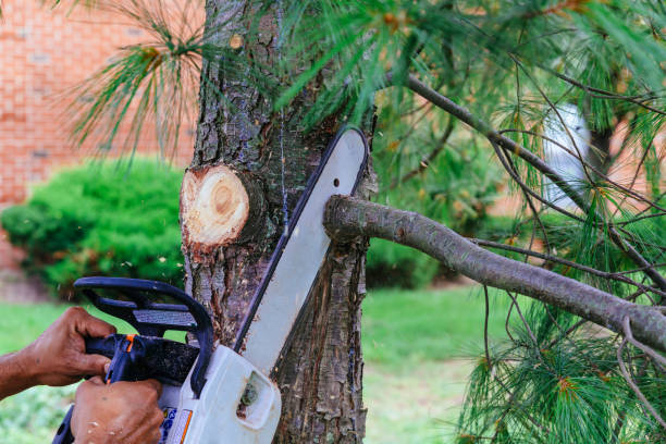 How Our Tree Care Process Works  in  Manchester, TN